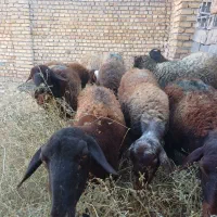 میش جوان آبستن افشاری|حیوانات مزرعه|قیدار, |دیوار