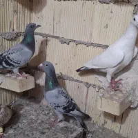 پلاکی و دورگ