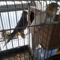 فروش عروس هلندی