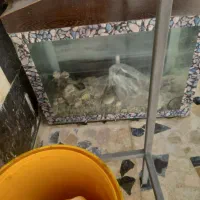 آکواریوم|ماهی|شاهین‌شهر, گرگاب|دیوار