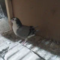 ماده دمگیر کچی|پرنده|اصفهان, نصرآباد|دیوار