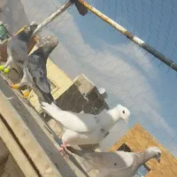 دسته کبوتر سرور