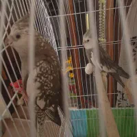 عروس هلندی|پرنده|مشهد, رضاییه|دیوار