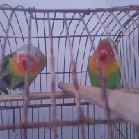 طوطی برزیلی سبزطلایی|پرنده|خرمشهر, |دیوار