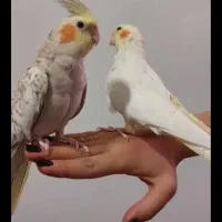 عروس هلندی وحیدیه شهریار