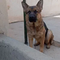 سگ ژرمن اصیل