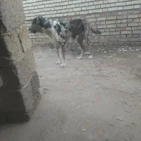 فروش سگ آلابای ماده 9ماهه