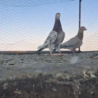 کبوتر سرور|پرنده|فولادشهر, مدیسه|دیوار