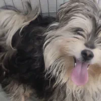 پامرین|سگ|مشهد, نوده|دیوار