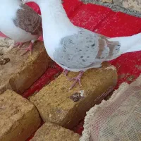 کبوتر|پرنده|بیرانوند, |دیوار