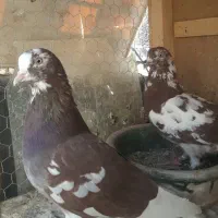 کفتر خارجی (انگلیسی)|پرنده|تهران, تهرانپارس شرقی|دیوار