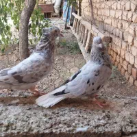 کفتر دم سفید