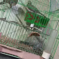 کبوتر خانگی