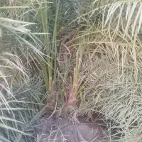 پاجوش مضافتی