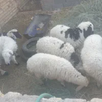 سلام  ۶تا بره نر شیرمست عالی