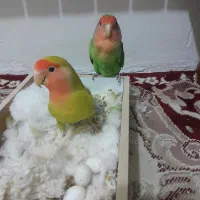 یک جفت طوطی برزیلی