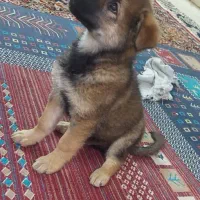 توله ژرمن میکس