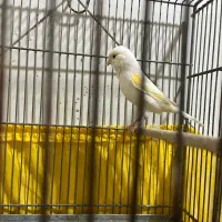 قناری ماده پس کوزه ای