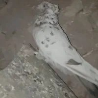 سه عدد کفتر فروشی|پرنده|دماوند, دماوند|دیوار