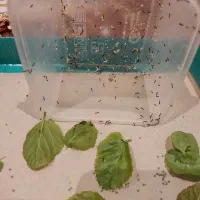 کرم ابریشم تک و عمده