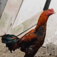 تخم دروگه لاری