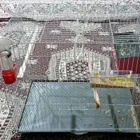 مرغ عشق با قفس و بدون قفس