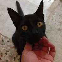 واگذاری گربه مشکی