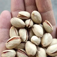 پسته امسالی / عمده و خرده / پسته شور و خام