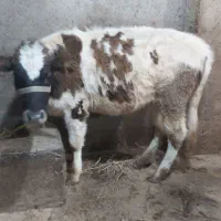 لیشه سیمینتال محلی دورگه