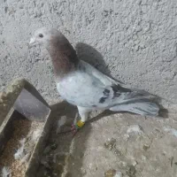 هفرنگ نر پرشی|پرنده|بشاریات, |دیوار