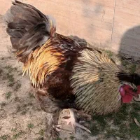 خروس تزئینی پا پری