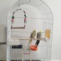 عروس هلندی جوان