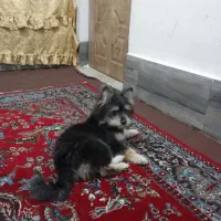 سگ پامر خرسی|سگ|شیراز, بید زرد|دیوار