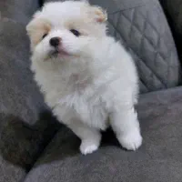 پامرخرسی|سگ|رشت, لاکان|دیوار