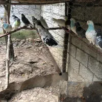 کبوتر پرشی تهرانی