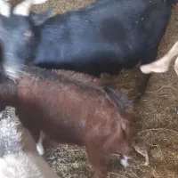 بز ابستن وکهره نر