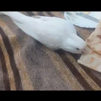 عروس هلندی آلبینو