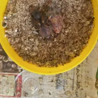 جفت قناری روی جوجه