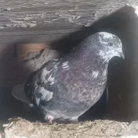 کبوتر تکپر وپرشی|پرنده|گرگان, |دیوار