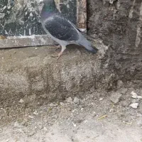 کبوتر پلاکی