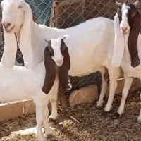 کولار و بز پاکستانی گوش بلند|حیوانات مزرعه|شهرآباد, |دیوار