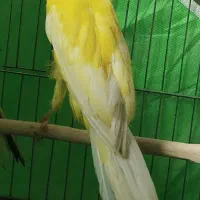 قناری ماده شاخص دم ۱۲/۵