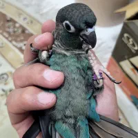 گرینچیک تراکوئیس