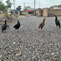 ۴عدد مرغ ویک عدد خروس لاری|پرنده|آق قلا, |دیوار