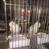 جفت عروس هلندی