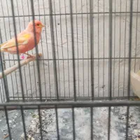 قناری رد فاکتور ماده