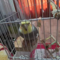 عروس هلندی جفت ماده البینو