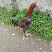 لاری اصل