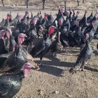 فروش بوقلمون محلی ارگانیک