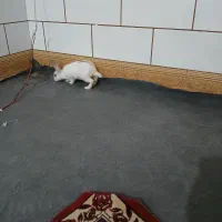 خرگوش